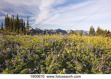 Stock Image - tatoosh mountains in paradise park in mt. rainier national park; washington, united states of america. Fotosearch