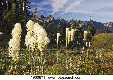 tatoosh mountains in paradise park in mt. rainier national park; washington, united states of america View Large Photo Image Stock Image - tatoosh mountains in paradise park in mt. rainier national park; washington, united states of america. Fotosearch