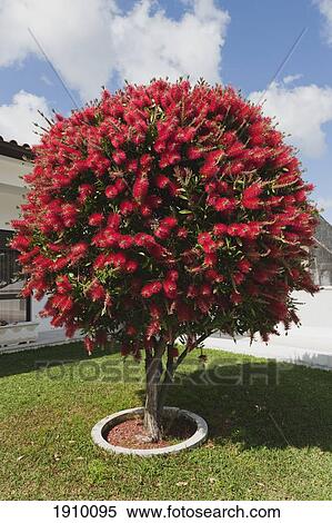the bottlebrush tree; leiria, estremadura and ribatejo, portugal View Large Photo Image Stock Photography - the bottlebrush tree; leiria, estremadura and ribatejo, portugal. Fotosearch
