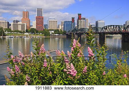 the city of portland and willamette river; portland, oregon, united states of america View Large Photo Image Stock Image - the city of portland and willamette river; portland, oregon, united states of america. Fotosearch