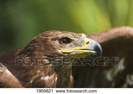 Stock Image - the head of an eagle; windermere, cumbria, england. Fotosearch