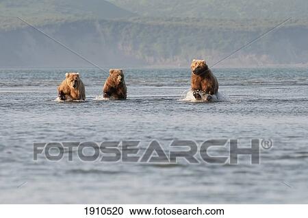 Stock Image - three brown grizzly bears (ursus arctos horribilis) fishing in the ocean; alaska, united states of america. Fotosearch
