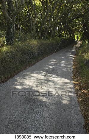 tree lined road on sherkin island off the west cork coast in munster region; sherkin island, west cork, ireland View Large Photo Image Stock Photography - tree lined road on sherkin island off the west cork coast in munster region; sherkin island, west cork, ireland. Fotosearch