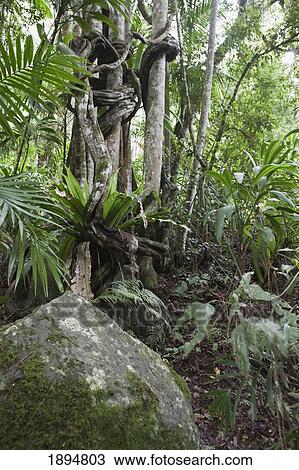 Stock Image - trees in the rainforest; gold coast hinterland, queensland, australia. Fotosearch