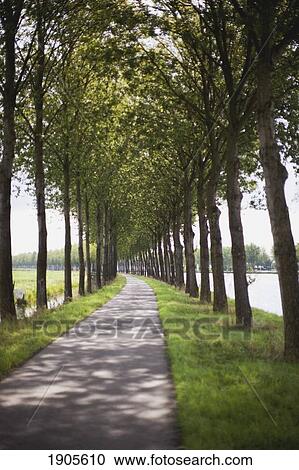 Stock Image - trees lining a path and canal; houten, the netherlands. Fotosearch