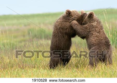 two brown grizzly bear cubs(ursus arctos horribilis) standing on their hind legs embracing; alaska, united states of america View Large Photo Image Stock Photo - two brown grizzly bear cubs(ursus arctos horribilis) standing on their hind legs embracing; alaska, united states of america. Fotosearch