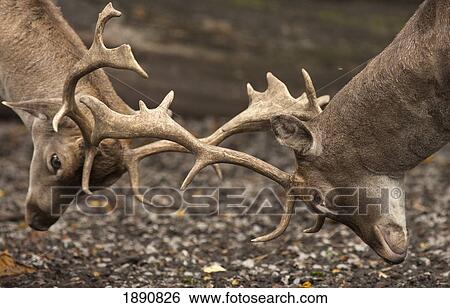 two deer (cervidae) fighting with antlers; northumberland, england View Large Photo Image Stock Photograph - two deer (cervidae) fighting with antlers; northumberland, england. Fotosearch