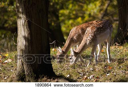 two deer (cervidae) grazing on the grass by a tree; north yorkshire, england View Large Photo Image Picture - two deer (cervidae) grazing on the grass by a tree; north yorkshire, england. Fotosearch