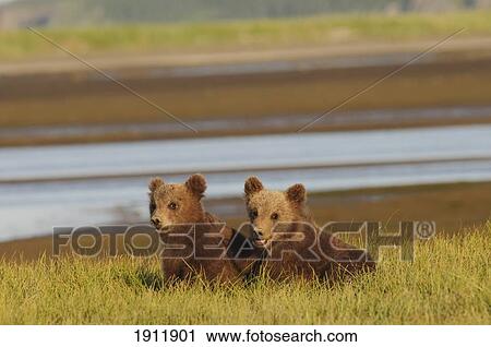 two grizzly bear (ursus arctos horribilis) cubs; alaska, united states of america View Large Photo Image Stock Image - two grizzly bear (ursus arctos horribilis) cubs; alaska, united states of america. Fotosearch