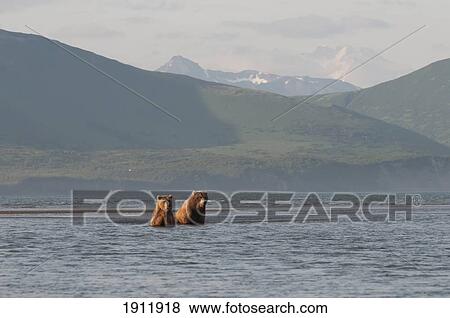 Stock Photo - two grizzly bears (ursus arctos horribilis) fishing; alaska, united states of america. Fotosearch