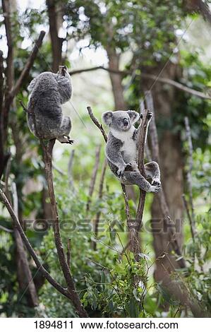 two koala bears (phascolarctos cinereus) in a tree; gold coast hinterland, queensland, australia View Large Photo Image Stock Image - two koala bears (phascolarctos cinereus) in a tree; gold coast hinterland, queensland, australia. Fotosearch