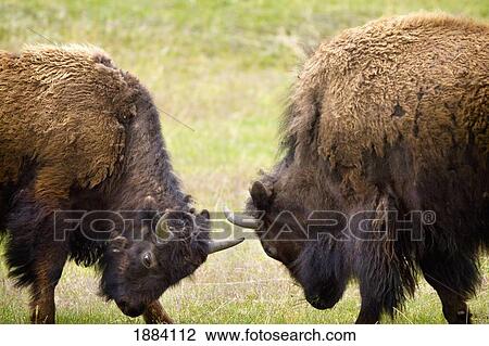 Stock Image - two male bisons (buffalo) fighting at yellowstone national park; wyoming, united states of america. Fotosearch