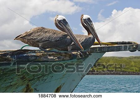two pelicans (pelecanus occidentalis) on a derelict boat in the harbor; san cristobal, galapagos islands, ecuador View Large Photo Image Stock Photo - two pelicans (pelecanus occidentalis) on a derelict boat in the harbor; san cristobal, galapagos islands, ecuador. Fotosearch