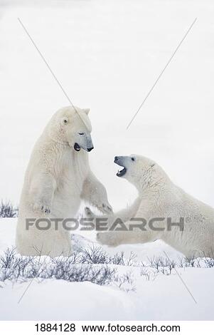 Stock Photo - two polar bears play fighting to sharpen their hunting skills as they wait for the ice to freeze over at hudson bay; churchill, manitoba, canada. Fotosearch
