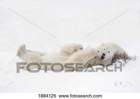 two polar bears (ursus maritimus) at play in the snow; churchill, manitoba, canada View Large Photo Image Stock Photography - two polar bears (ursus maritimus) at play in the snow; churchill, manitoba, canada. Fotosearch