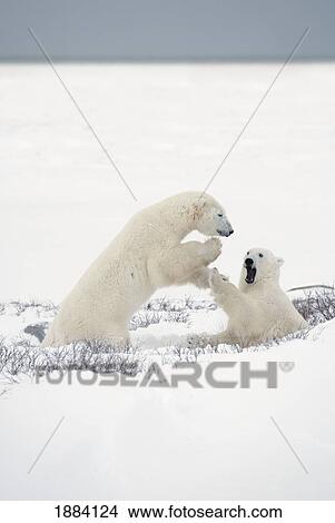 two polar bears (ursus maritimus) play fighting to sharpen their hunting skills as they wait for the ice to freeze over at hudson bay; churchill, manitoba, canada View Large Photo Image Picture - two polar bears (ursus maritimus) play fighting to sharpen their hunting skills as they wait for the ice to freeze over at hudson bay; churchill, manitoba, canada. Fotosearch