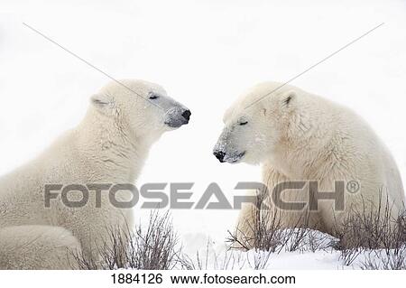 two polar bears (ursus maritimus) strike a pose of solitude with their eyes closed; churchill, manitoba, canada View Large Photo Image Stock Photograph - two polar bears (ursus maritimus) strike a pose of solitude with their eyes closed; churchill, manitoba, canada. Fotosearch