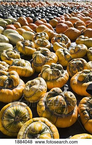varieties of squash and pumpkins in groups on the ground; innisfail, alberta, canada View Large Photo Image Stock Photo - varieties of squash and pumpkins in groups on the ground; innisfail, alberta, canada. Fotosearch
