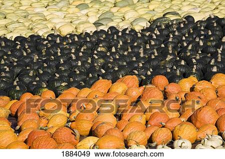 various colored squash and pumpkins in groups on the ground; innisfail, alberta, canada View Large Photo Image Stock Photo - various colored squash and pumpkins in groups on the ground; innisfail, alberta, canada. Fotosearch
