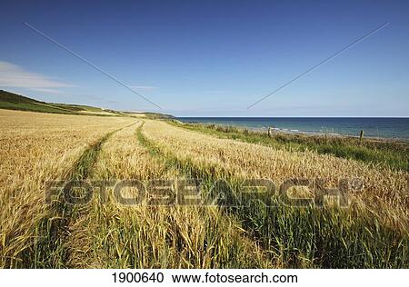 wheat field in east cork in munster region; ballybrannigan, county cork, ireland View Large Photo Image Stock Image - wheat field in east cork in munster region; ballybrannigan, county cork, ireland. Fotosearch