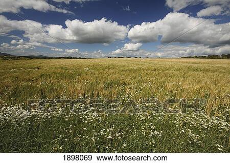 wheat field in tankardstown on the copper coast in munster region; county waterford, ireland View Large Photo Image Stock Photo - wheat field in tankardstown on the copper coast in munster region; county waterford, ireland. Fotosearch