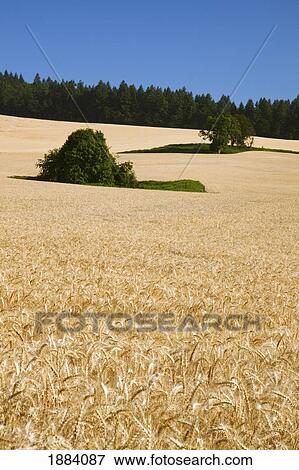 wheat field in willamette valley; oregon, united states of america View Large Photo Image Stock Photo - wheat field in willamette valley; oregon, united states of america. Fotosearch