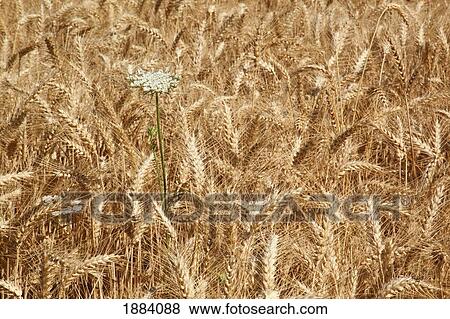 Stock Photo - wheat field in willamette valley; oregon, united states of america. Fotosearch