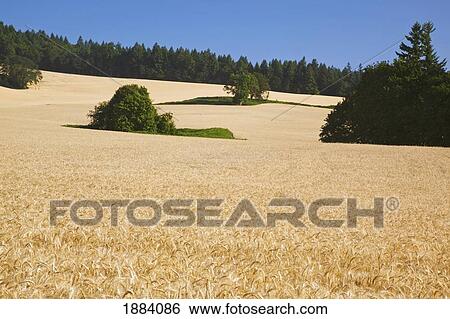 wheat field in willamette valley; oregon, united states of america View Large Photo Image Stock Photograph - wheat field in willamette valley; oregon, united states of america. Fotosearch