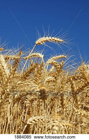 wheat field in willamette valley; oregon, united states of america View Large Photo Image Stock Photography - wheat field in willamette valley; oregon, united states of america. Fotosearch