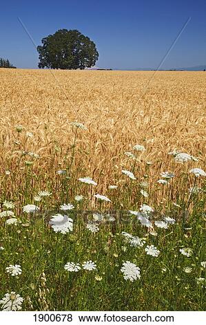 wheatfield and wildflowers in willamette valley; oregon, united states of america View Large Photo Image Stock Photo - wheatfield and wildflowers in willamette valley; oregon, united states of america. Fotosearch