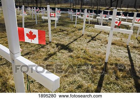 white crosses in a field with canadian flags; calgary, alberta, canada View Large Photo Image Stock Image - white crosses in a field with canadian flags; calgary, alberta, canada. Fotosearch