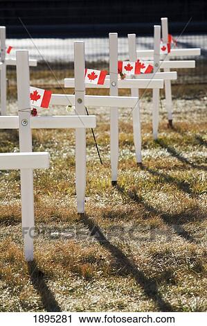 white crosses in a field with canadian flags; calgary, alberta, canada View Large Photo Image Stock Image - white crosses in a field with canadian flags; calgary, alberta, canada. Fotosearch