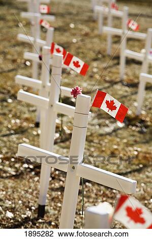 white crosses in a field with canadian flags; calgary, alberta, canada View Large Photo Image Stock Image - white crosses in a field with canadian flags; calgary, alberta, canada. Fotosearch