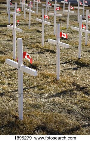 white crosses in a field with canadian flags; calgary, alberta, canada View Large Photo Image Stock Photo - white crosses in a field with canadian flags; calgary, alberta, canada. Fotosearch