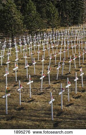 Stock Photograph - white crosses in a field with canadian flags; calgary, alberta, canada. Fotosearch