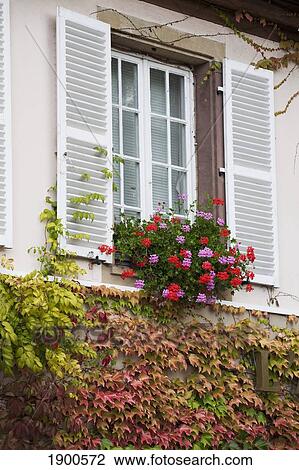 white shuttered windows with flowers and autumn colored ivy on the wall; strasbourg, france View Large Photo Image Stock Image - white shuttered windows with flowers and autumn colored ivy on the wall; strasbourg, france. Fotosearch