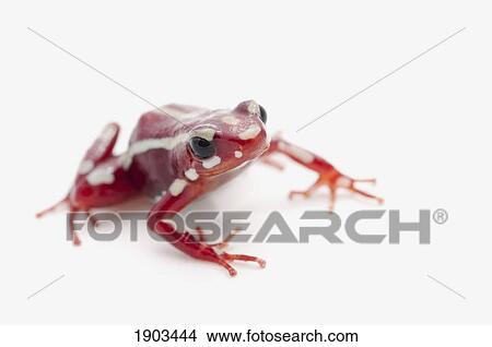 Picture - white-striped poison dart frog (epipedobates anthonyi). Fotosearch