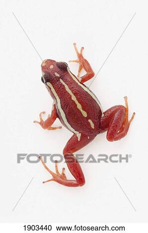Stock Image - white-striped poison dart frog (epipedobates anthonyi). Fotosearch