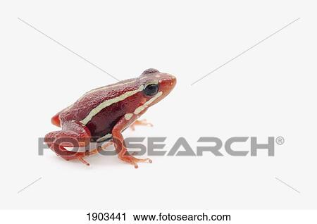 white-striped poison dart frog (epipedobates anthonyi) View Large Photo Image Stock Image - white-striped poison dart frog (epipedobates anthonyi). Fotosearch