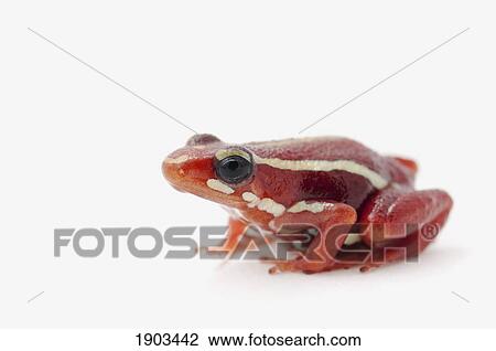 white-striped poison dart frog (epipedobates anthonyi) View Large Photo Image Stock Image - white-striped poison dart frog (epipedobates anthonyi). Fotosearch