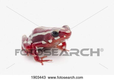 white-striped poison dart frog (epipedobates anthonyi) View Large Photo Image Stock Image - white-striped poison dart frog (epipedobates anthonyi). Fotosearch