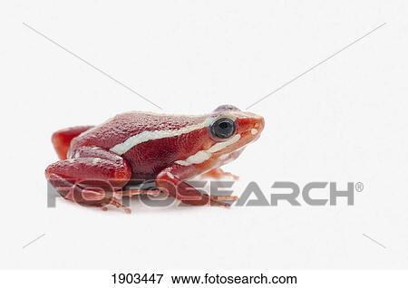 white-striped poison dart frog (epipedobates anthonyi) View Large Photo Image Stock Photo - white-striped poison dart frog (epipedobates anthonyi). Fotosearch
