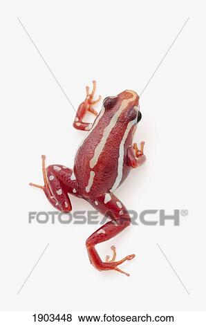 white-striped poison dart frog (epipedobates anthonyi) View Large Photo Image Stock Photo - white-striped poison dart frog (epipedobates anthonyi). Fotosearch