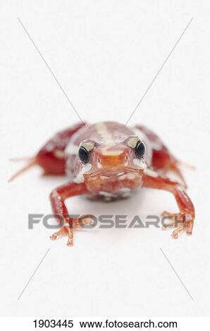 Stock Photography - white-striped poison dart frog (epipedobates anthonyi). Fotosearch