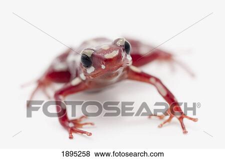 white-striped red poison dart frog (epipedobates anthonyi) View Large Photo Image Stock Photo - white-striped red poison dart frog (epipedobates anthonyi). Fotosearch
