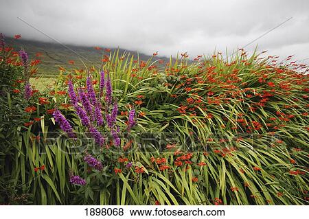 Stock Photo - wild summer flowers beside kerry mountains on the ring of kerry in munster region; county kerry, ireland. Fotosearch