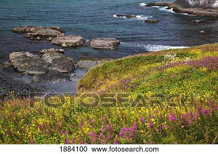 Stock Image - wildflowers along the coast; oregon, united states of america. Fotosearch