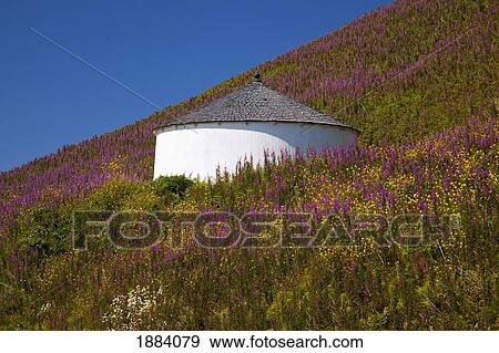 Stock Photo - wildflowers and a white round building on a hillside along the oregon coast; oregon, united states of america. Fotosearch