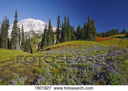 Stock Photo - wildflowers and trees with mount rainier against a blue sky in mt. rainier national park; washington, united states of america. Fotosearch