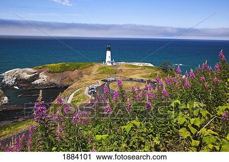 wildflowers and yaquina head lighthouse; oregon, united states of america View Large Photo Image Stock Image - wildflowers and yaquina head lighthouse; oregon, united states of america. Fotosearch